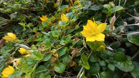 creeping jenny