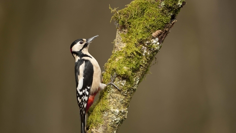 Great spotted woodpecker