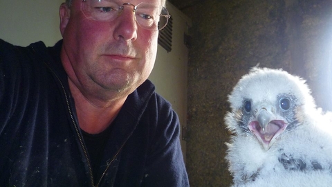 Keith Betton with Peregrine