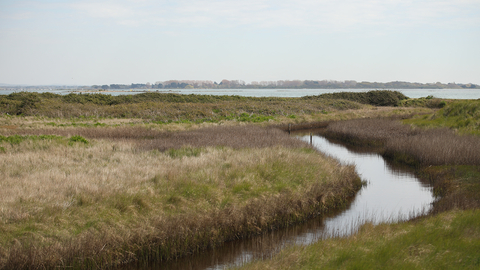 Farlington marshes
