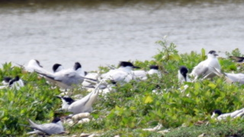 Photograph of nesting terns as part of Solent Tern Project