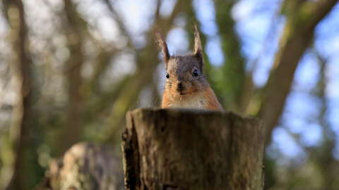 Squirrel peeking over tree stump