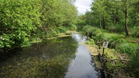 River at Greywell Moors