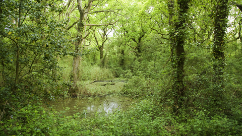 Ningwood Common 