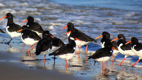 Oystercatchers along the shoreline