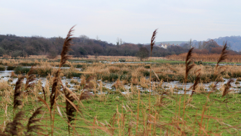 Sandown Meadows 