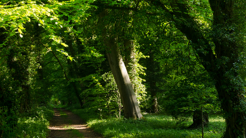 Chappetts Copse