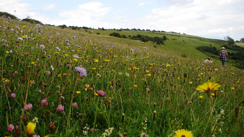 Wildflowers