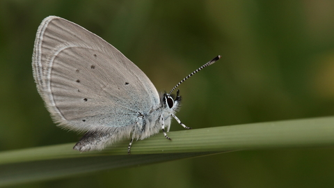 A small blue butterfly rests on a grass stem, with its wings held closed above its body. The undersides of the wings are a dusky silver-blue, with small black spots