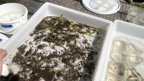 White tray with river wildlife in