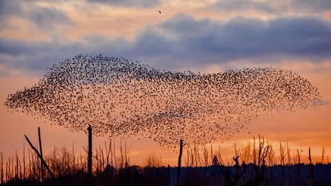 Thousands of starlings forming a murmuration in a sunset sky.
