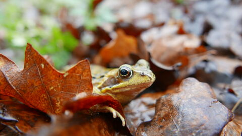 Common Frog poking its head around an orange leaf on the ground