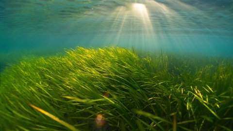 A large seagrass meadow underwater with light rays breaking through the surface of the sea
