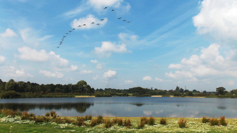 Birds in flight Testwood Lakes
