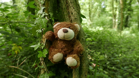 Teddy bear in a tree