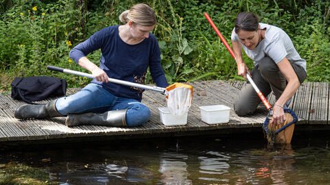 Pond dipping
