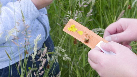 Making a sticky bracelet in a meadow.