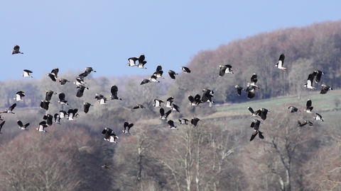 Lapwings fly over a Jordans farm in Dorset, The Wildlife Trusts