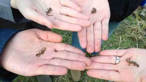 Newts