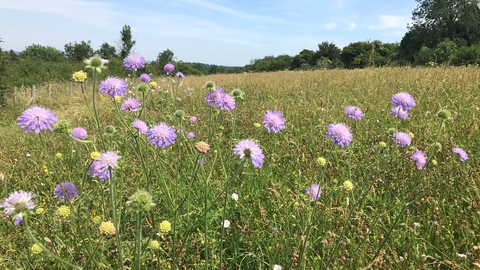 WSR Scabious