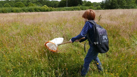 Boy in meadow sweeping the long grass with a net.