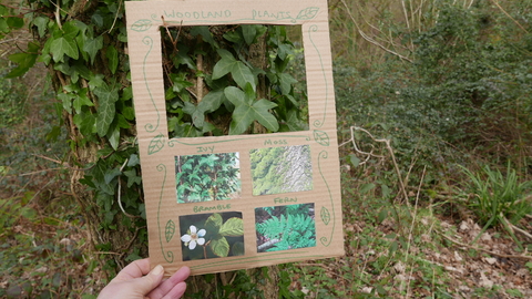 Looking at ivy on a tree using a plant viewer.