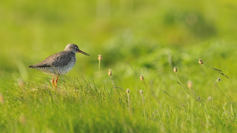Redshank amongst green grass