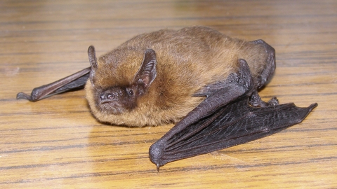 Common pipistrelle bat
