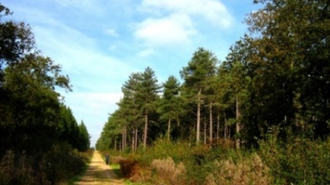 Parkhurst Forest, Isle of Wight