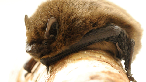 Pipistrelle bat