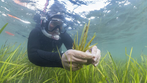 Person in wetsuit and snorkel masking in the sea picking green seagrass spathes