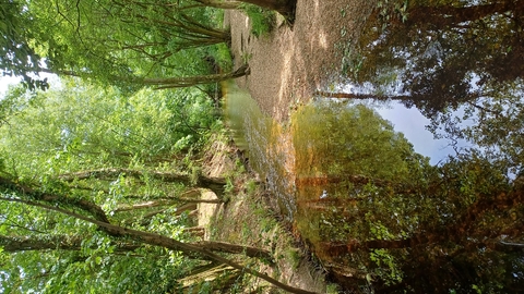 River running through trees with dappled light