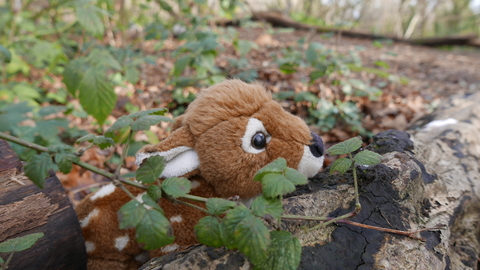 Toy deer in a woodland