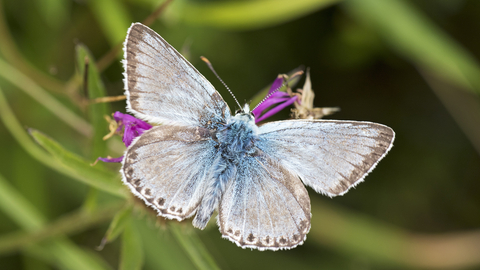 Chalk Hill Blue Butterfly