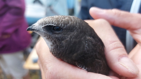 Swift being held