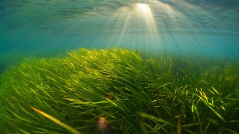seagrass meadow 