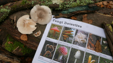 Fungi ID spotter sheet next to mushrooms on a bench.