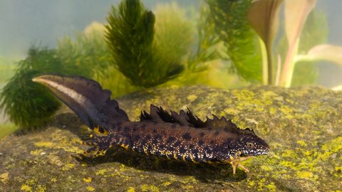 Great crested newt