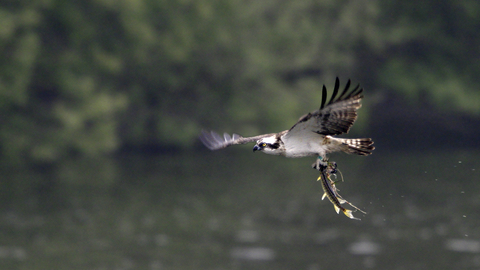 Osprey