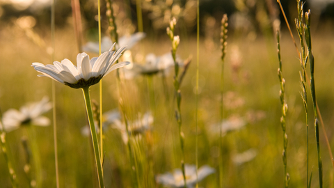 Meadow