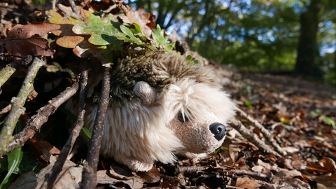 Hedgehog cuddly toy in leaf and stick den.
