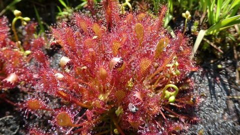 Sundew John Buckley