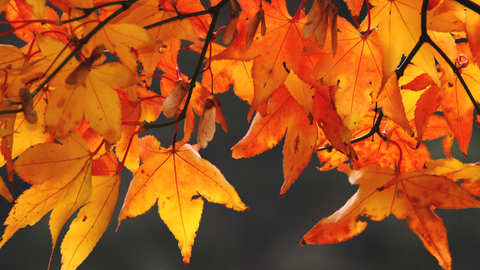 Autumn Maple Leaves