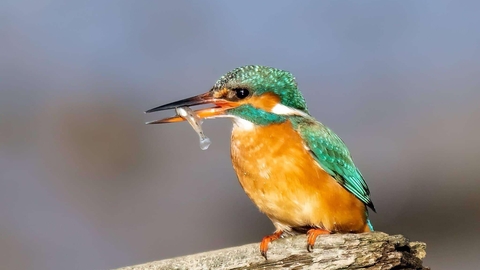 Kingfisher