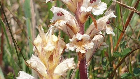 Oxtongue Broomrape