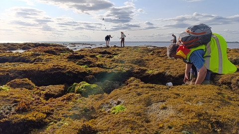 Volunteers surveying a rocky shore