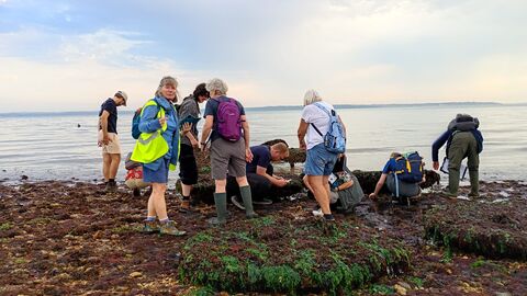 Volunteers surveying the shore