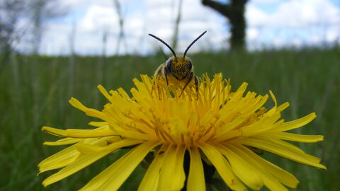 Bee on flower