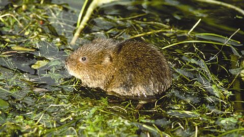 water vole