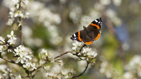 Red admiral on blackthorn blossom